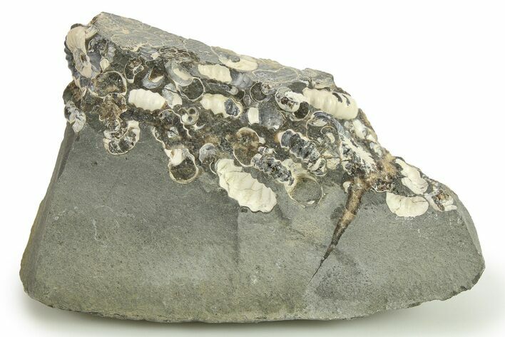 Ammonite (Promicroceras) Cluster - Marston Magna, England #282005